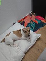 Jack Russell Terrier Junghund sucht seinen Menschen