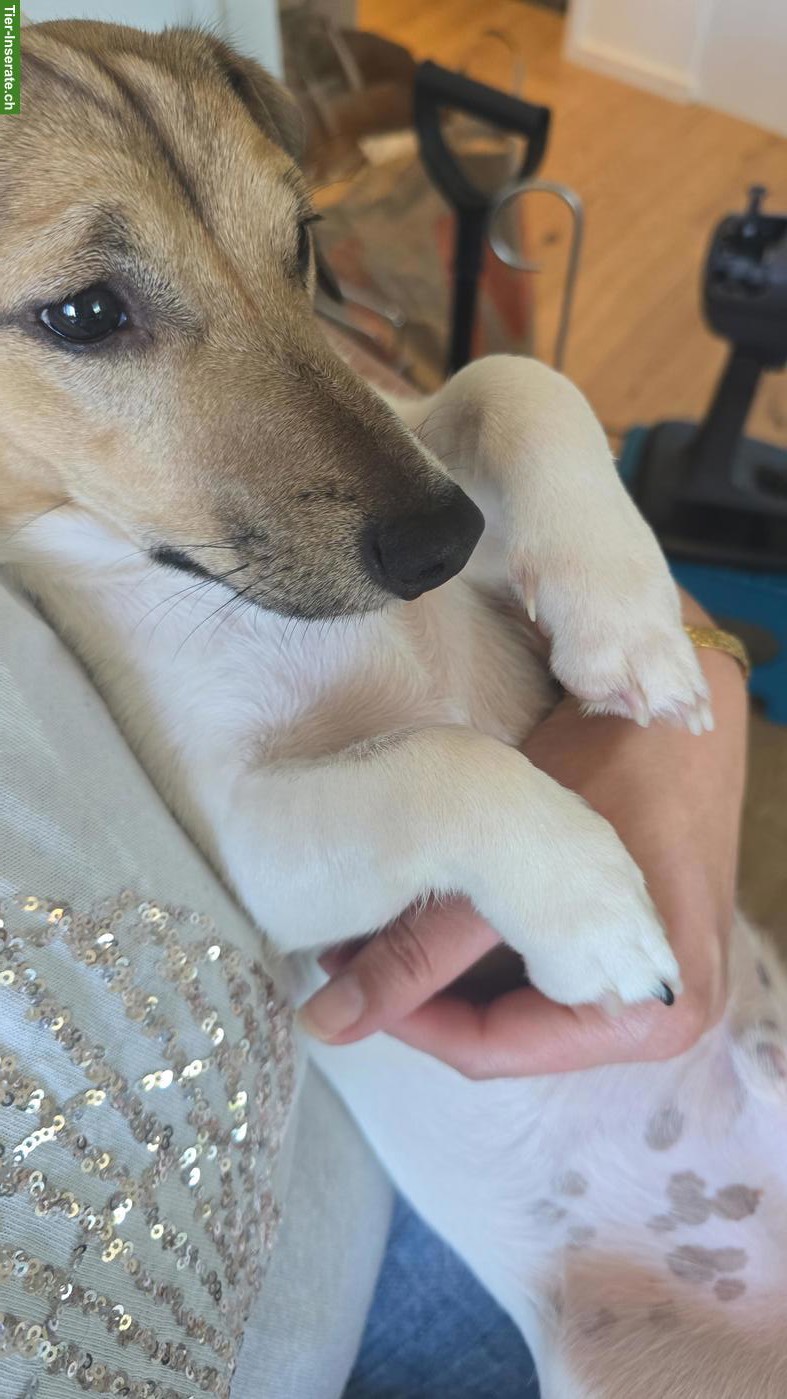 Bild 3: Jack Russell Terrier Junghund sucht seinen Menschen