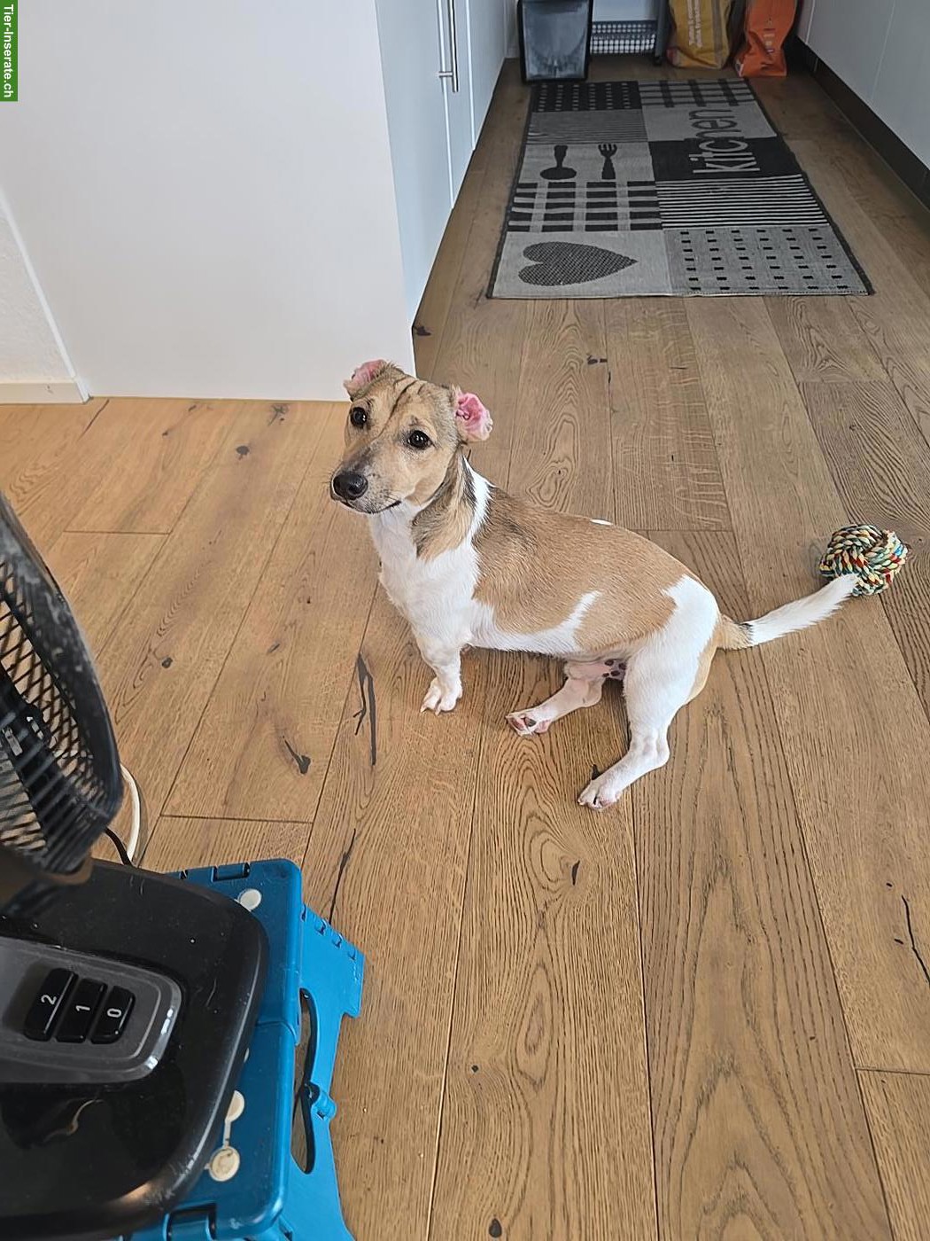 Bild 4: Jack Russell Terrier Junghund sucht seinen Menschen