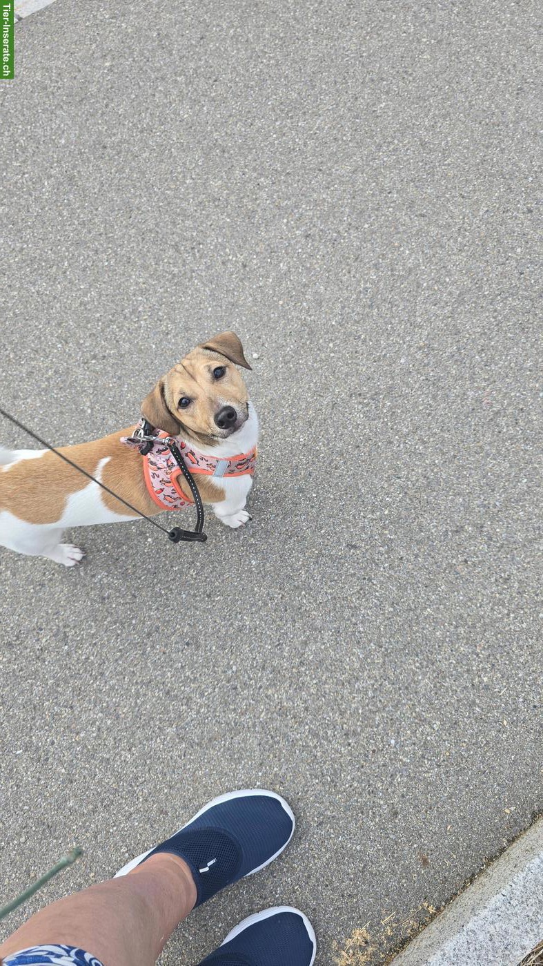 Bild 5: Jack Russell Terrier Junghund sucht seinen Menschen