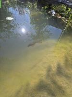 Wildfarbene Goldfische suchen neues Zuhause