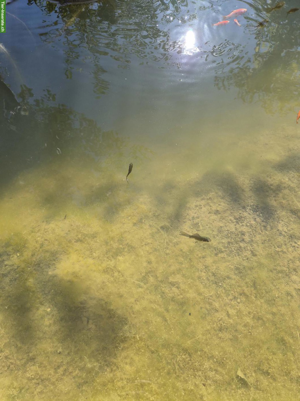 Bild 2: Wildfarbene Goldfische suchen neues Zuhause