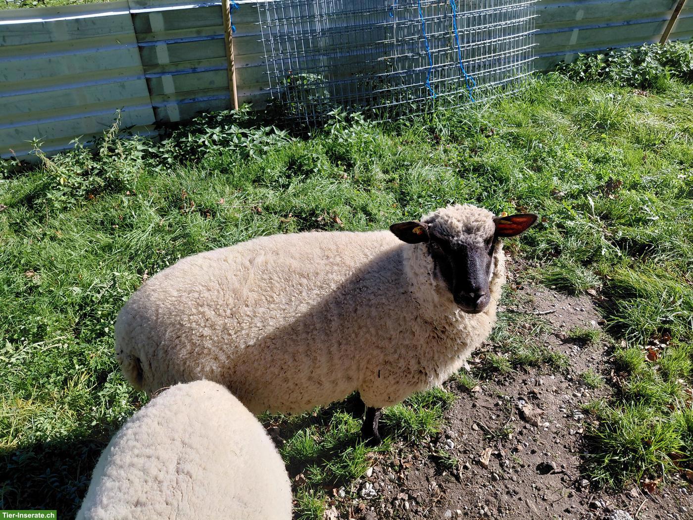 Shropshire Lämmer zu verkaufen