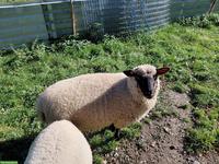 Shropshire Lämmer zu verkaufen