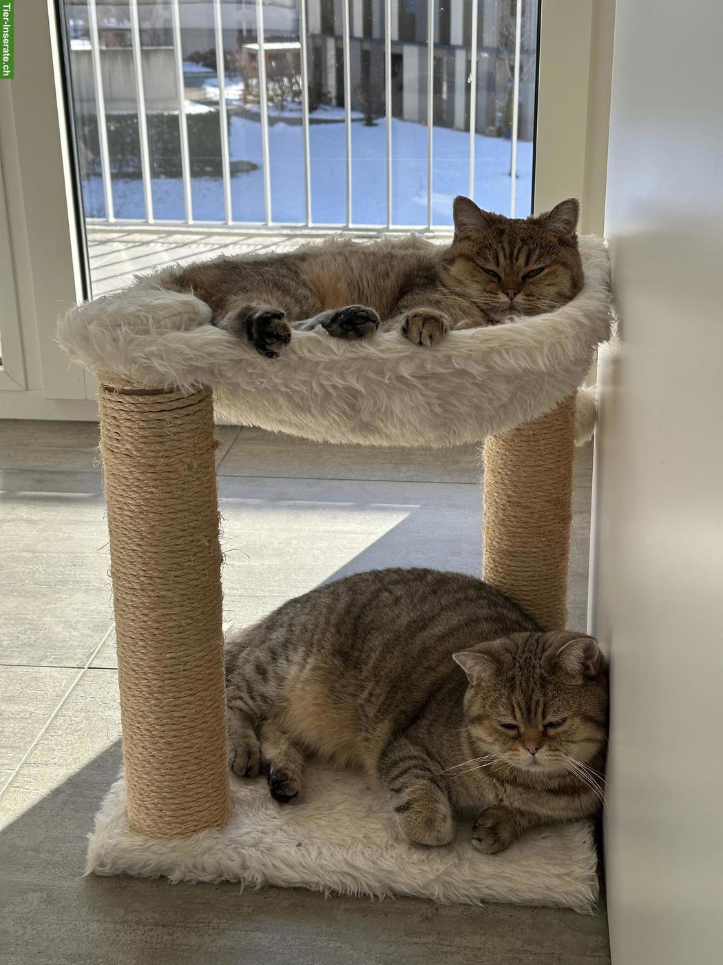 2 Britisch Kurzhaar Katzen suchen gemeinsam neues Zuhause 🐱🐱