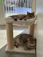 2 Britisch Kurzhaar Katzen suchen gemeinsam neues Zuhause 🐱🐱