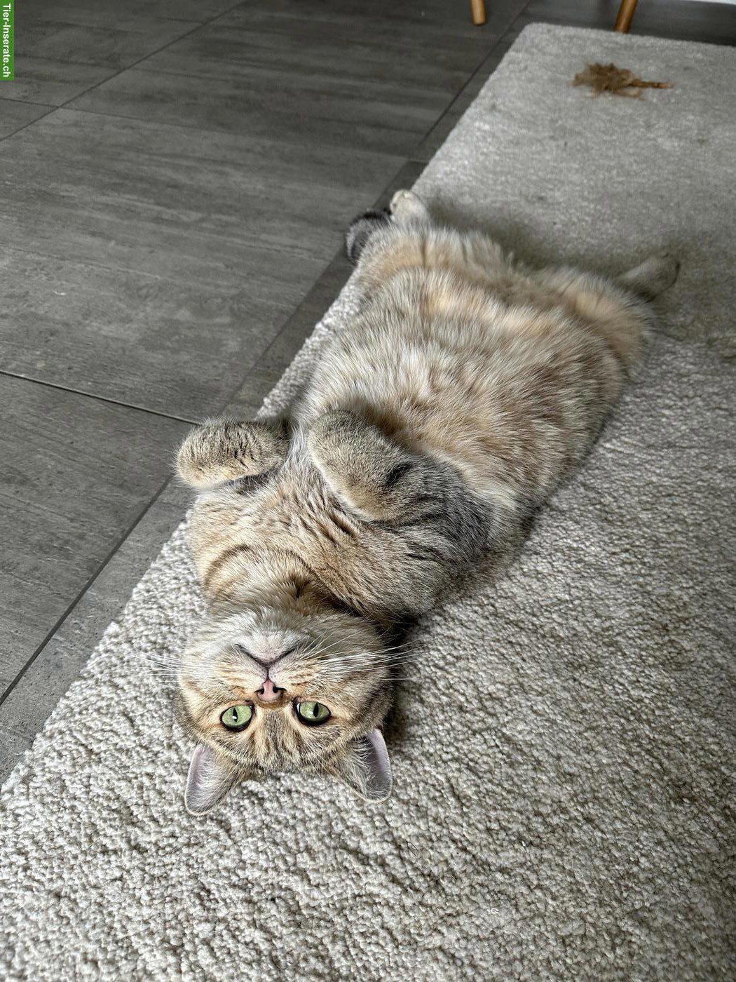 Bild 2: 2 Britisch Kurzhaar Katzen suchen gemeinsam neues Zuhause 🐱🐱