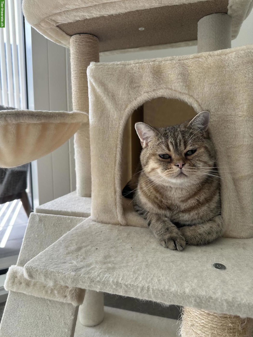Bild 3: 2 Britisch Kurzhaar Katzen suchen gemeinsam neues Zuhause 🐱🐱