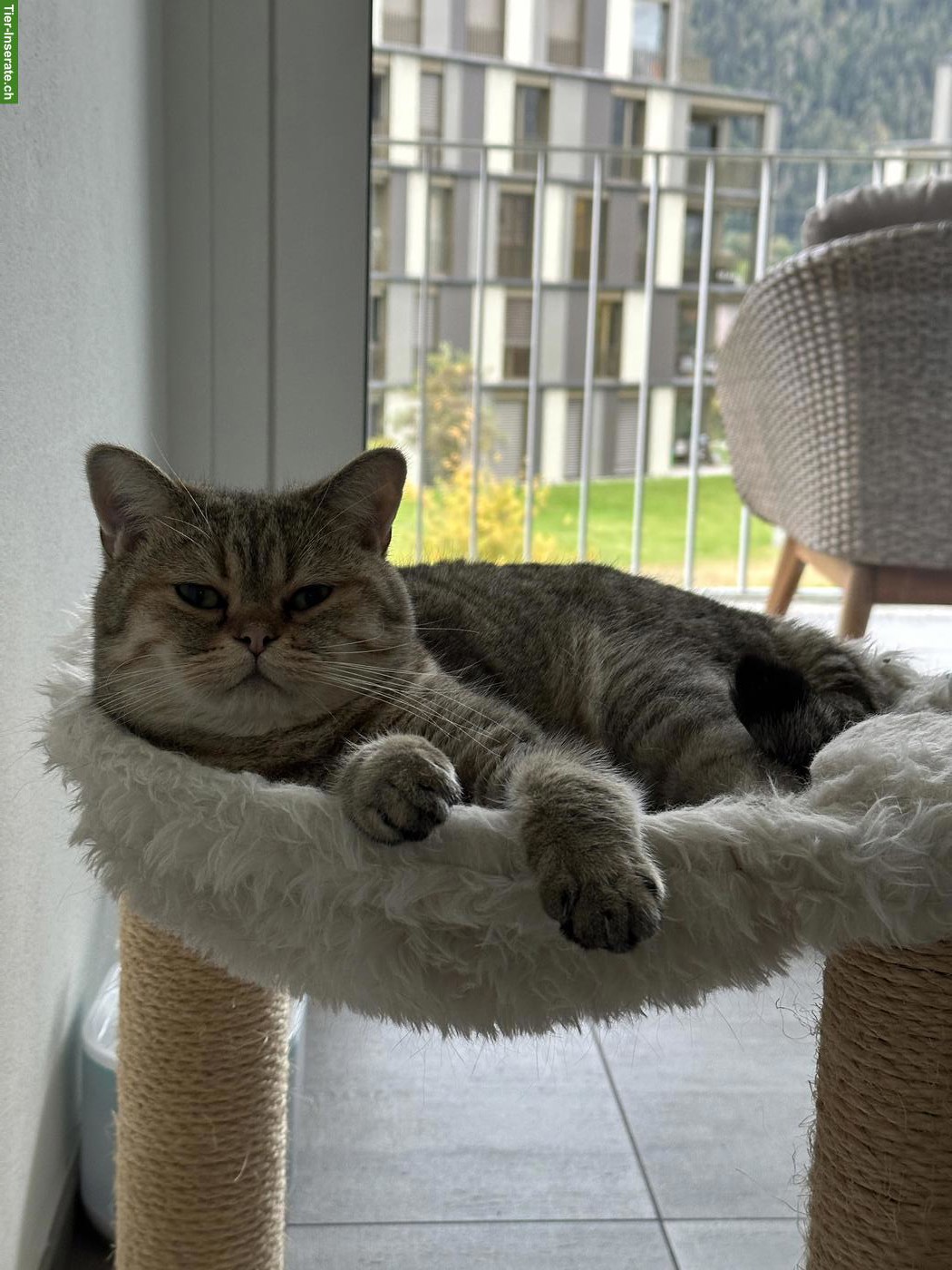 Bild 4: 2 Britisch Kurzhaar Katzen suchen gemeinsam neues Zuhause 🐱🐱