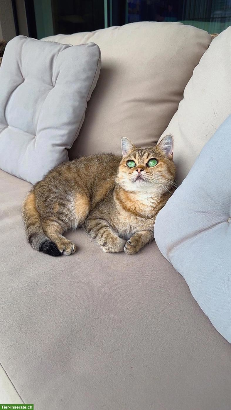 Bild 5: 2 Britisch Kurzhaar Katzen suchen gemeinsam neues Zuhause 🐱🐱