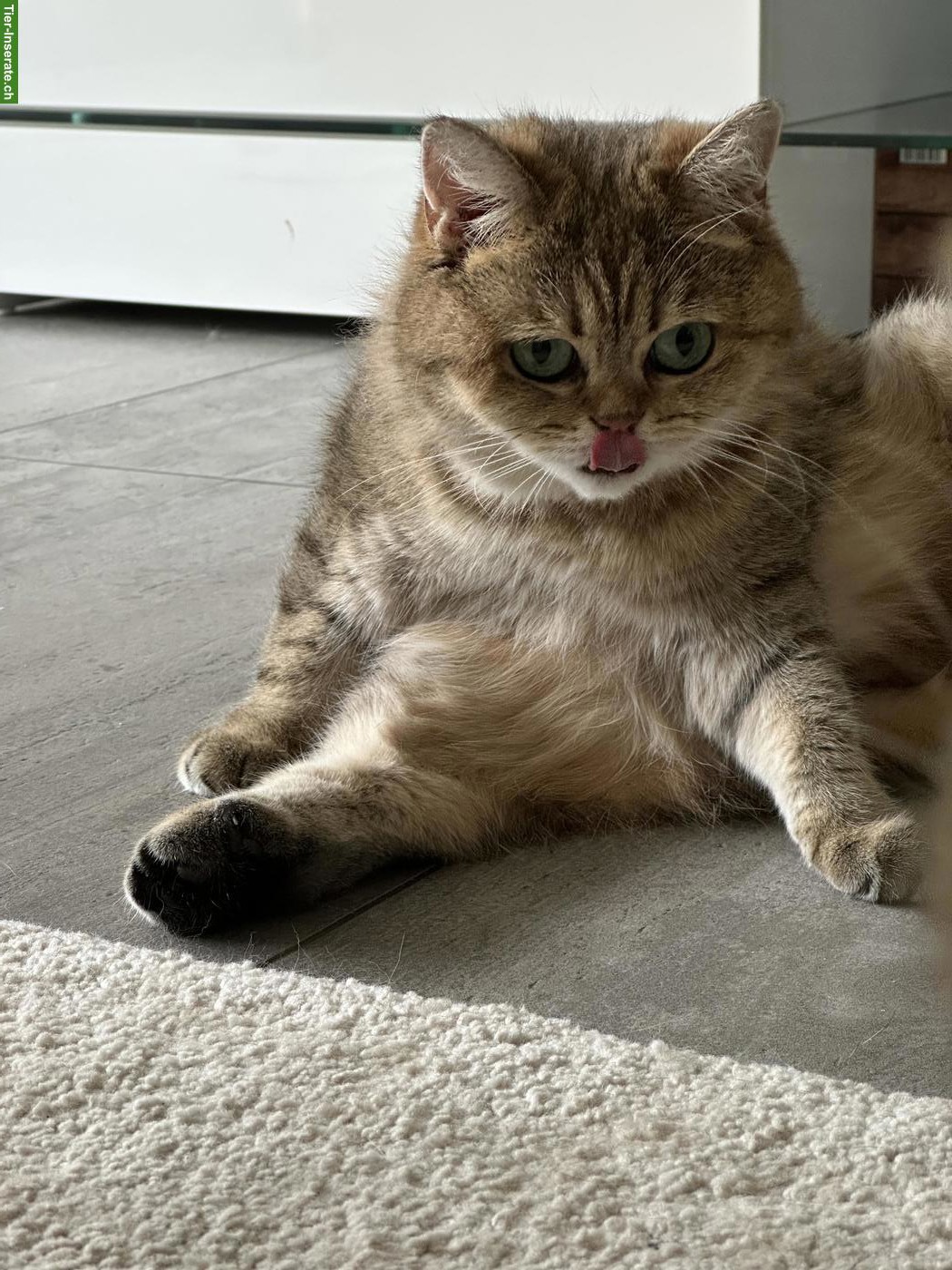 Bild 6: 2 Britisch Kurzhaar Katzen suchen gemeinsam neues Zuhause 🐱🐱