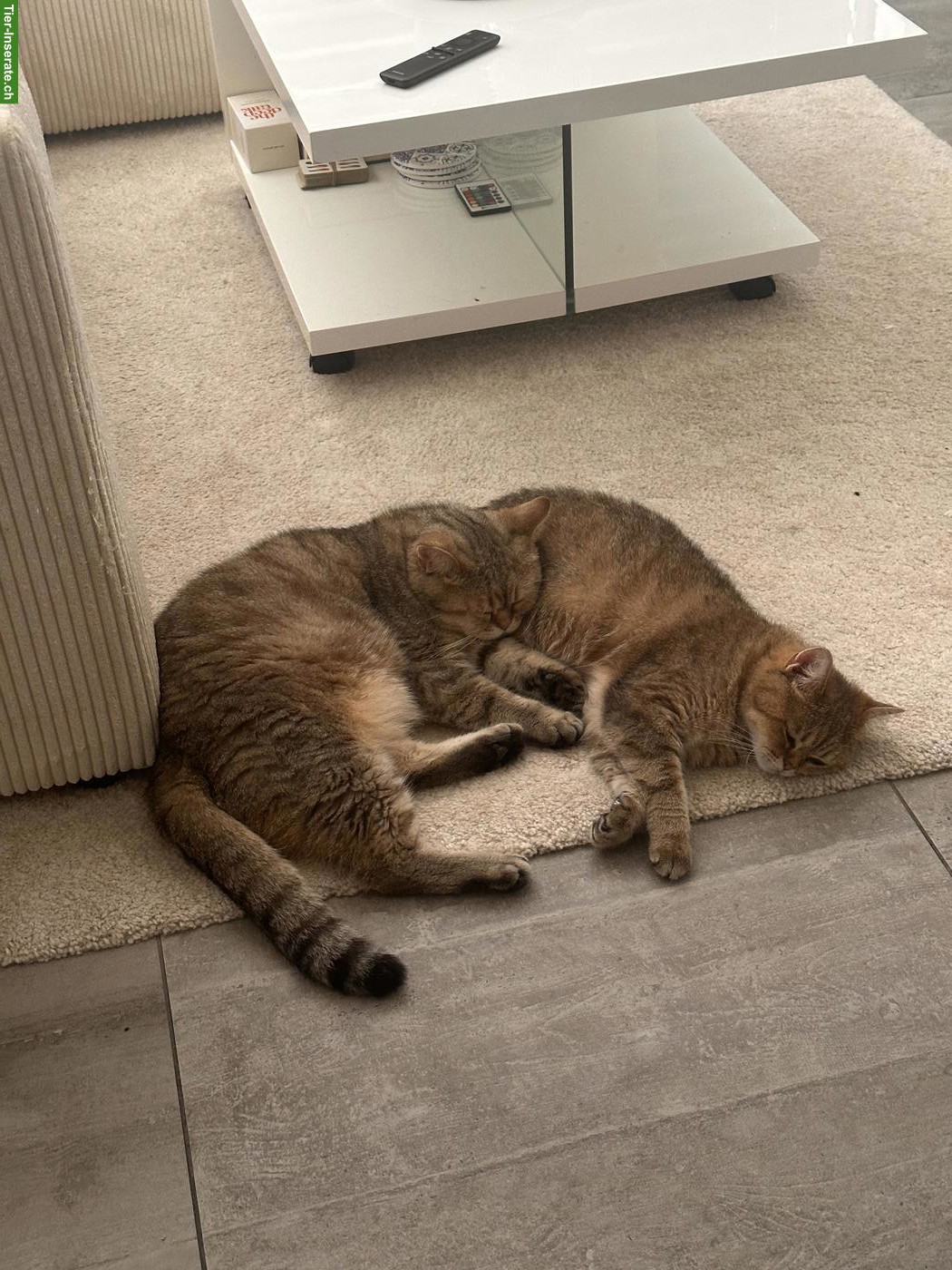 Bild 7: 2 Britisch Kurzhaar Katzen suchen gemeinsam neues Zuhause 🐱🐱