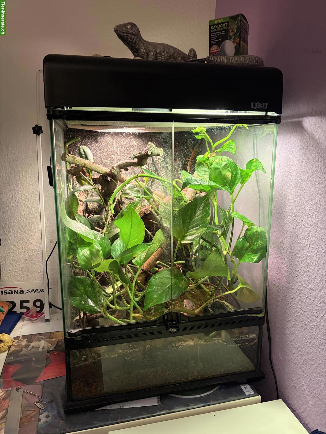 Terrarium, Anolis, 2 Tausendfüssler