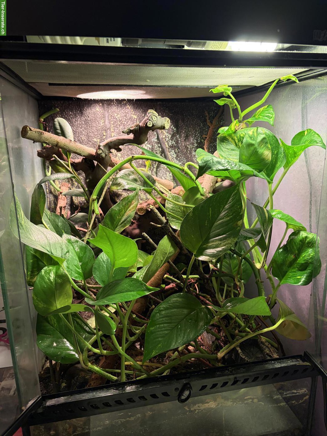 Bild 2: Terrarium, Anolis, 2 Tausendfüssler