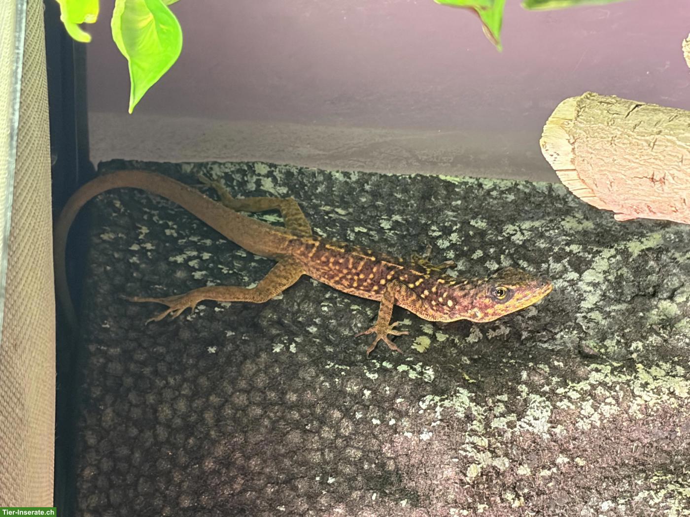 Bild 3: Terrarium, Anolis, 2 Tausendfüssler