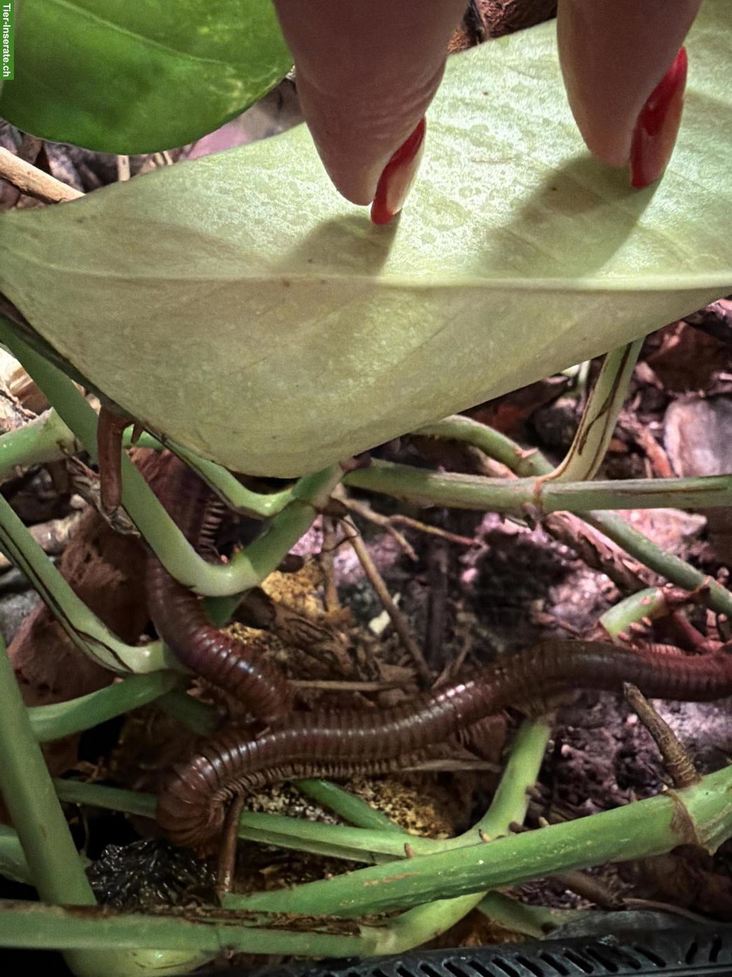 Bild 4: Terrarium, Anolis, 2 Tausendfüssler
