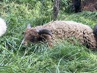 Ouessant Schafböcke zu verkaufen