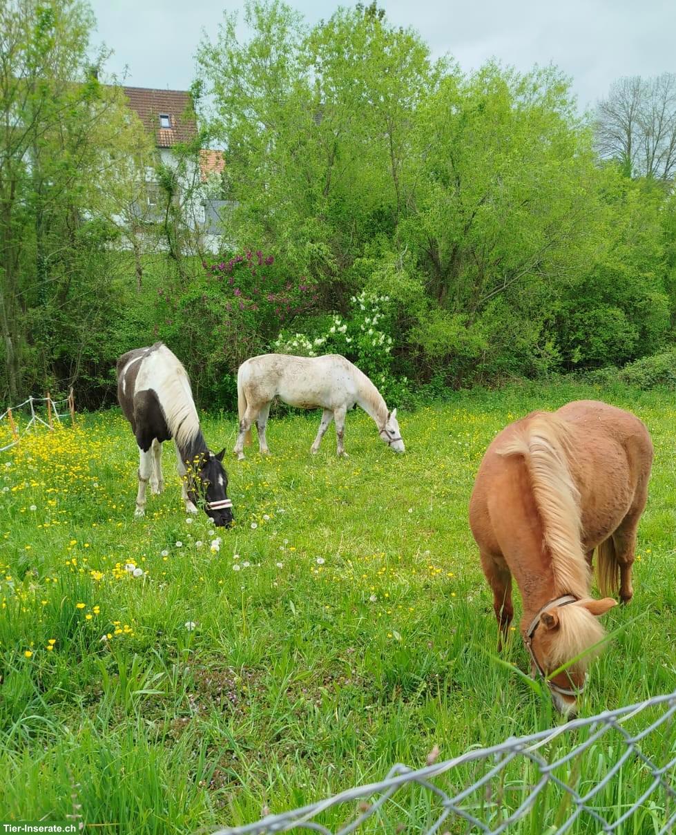 Stallvertretung in Winterthur Wülflingen gesucht