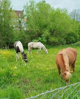 Stallvertretung in Winterthur Wülflingen gesucht