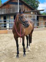 Schweizer Warmblut Stute, ein Freizeitpferd mit Herz