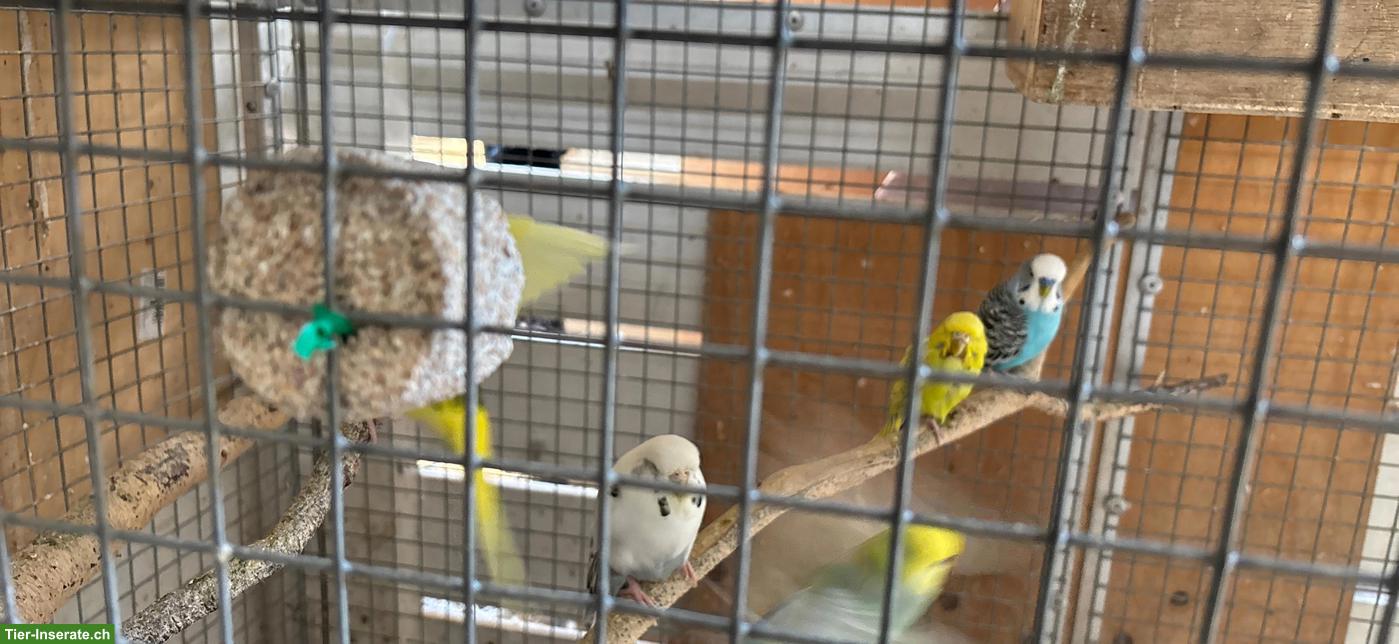 Bild 6: Wellensittiche aus Hobbyzucht, männlich und weiblich