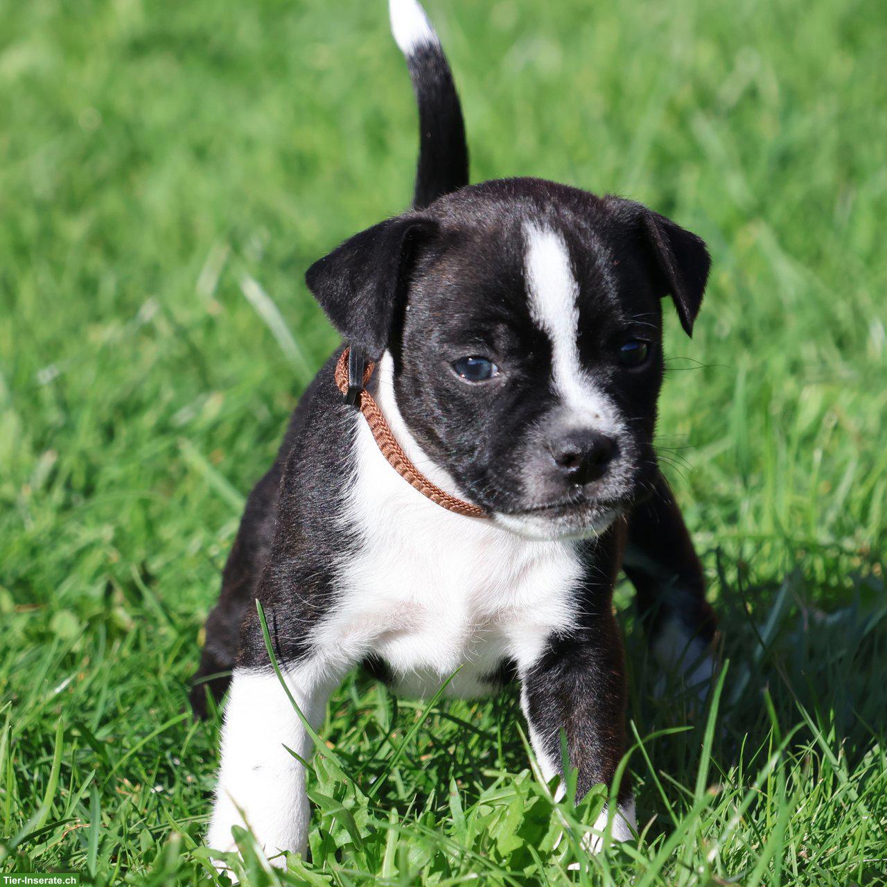 Bojack Welpen | Boston Terrier x Parson Russell Terrier