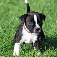 Bojack Welpen (Boston Terrier x Parson Russell Terrier)