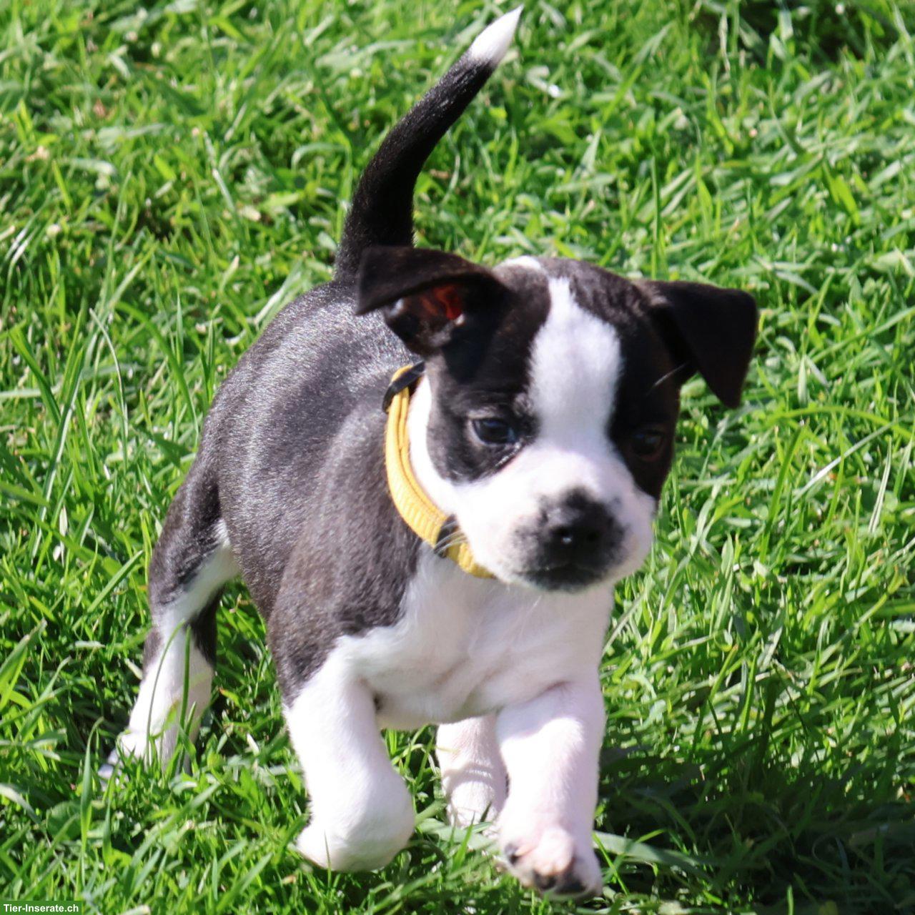 Bild 2: Bojack Welpen | Boston Terrier x Parson Russell Terrier