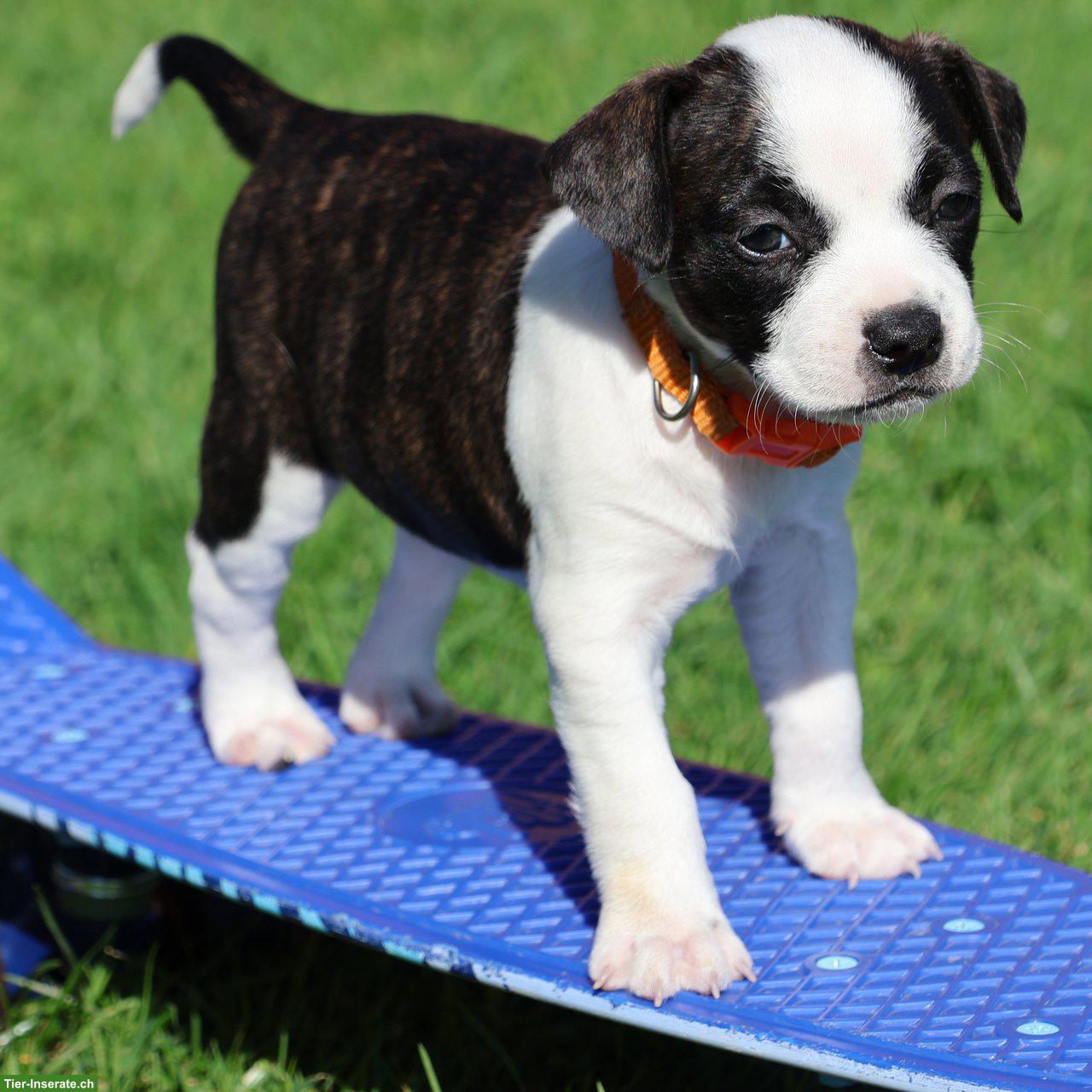 Bild 3: Bojack Welpen | Boston Terrier x Parson Russell Terrier