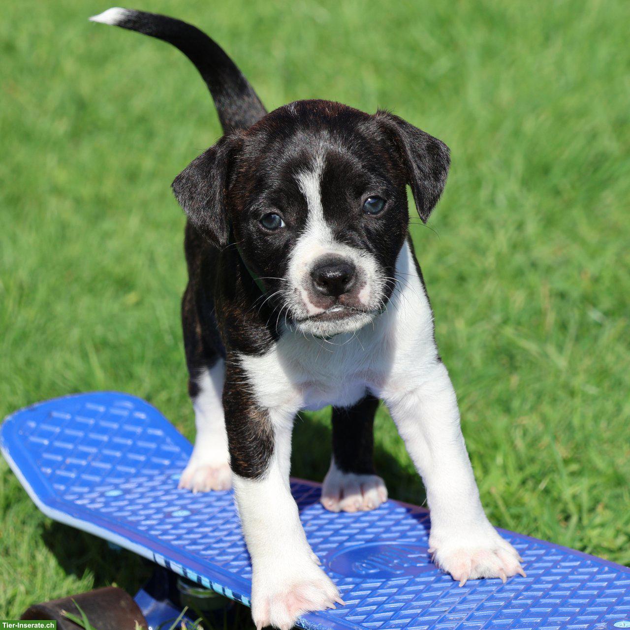 Bild 4: Bojack Welpen | Boston Terrier x Parson Russell Terrier