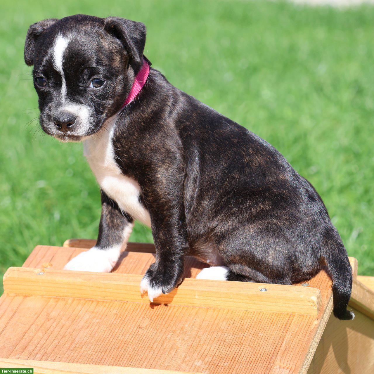 Bild 5: Bojack Welpen | Boston Terrier x Parson Russell Terrier
