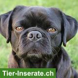 Bild 2: Schwarze Retro-Mops Hündin