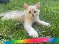 Britisch Kurzhaar Kitten (Kater) zu verkaufen