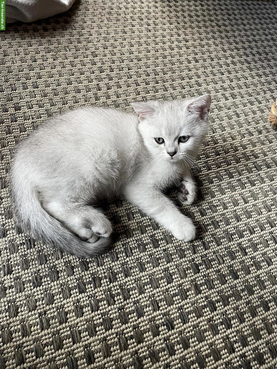 Bild 2: Britisch Kurzhaar Kitten (Kater) zu verkaufen