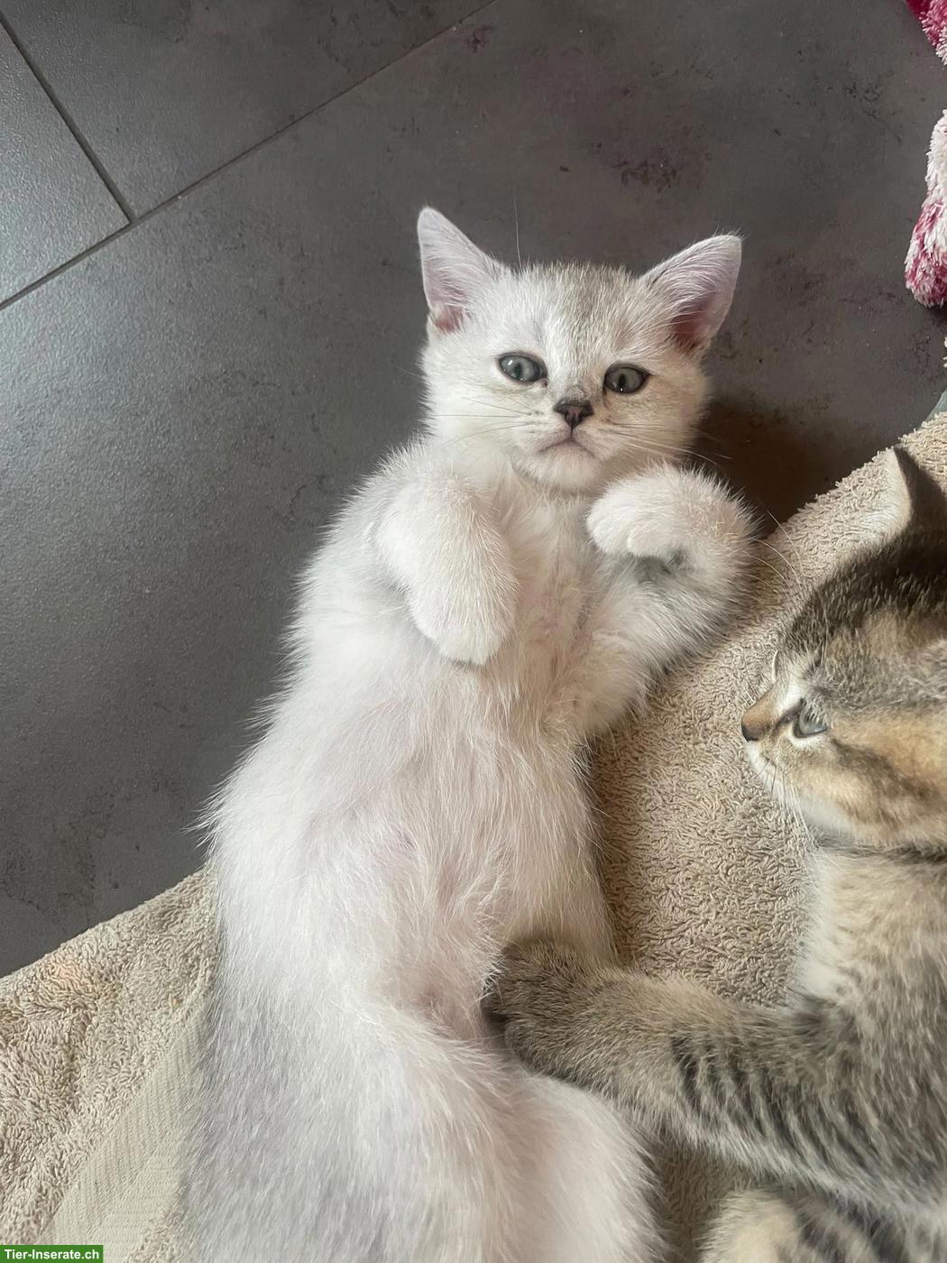 Bild 3: Britisch Kurzhaar Kitten (Kater) zu verkaufen