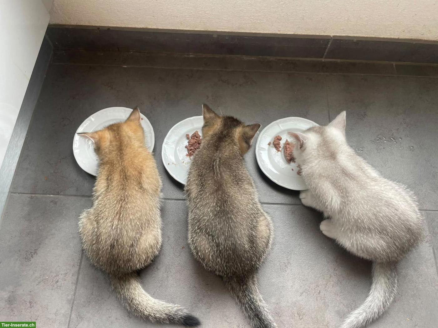 Bild 4: Britisch Kurzhaar Kitten (Kater) zu verkaufen