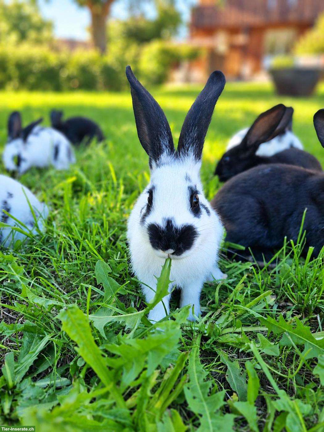 Handzahme junge Kaninchen 🐰