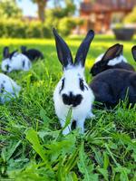 Handzahme junge Kaninchen 🐰
