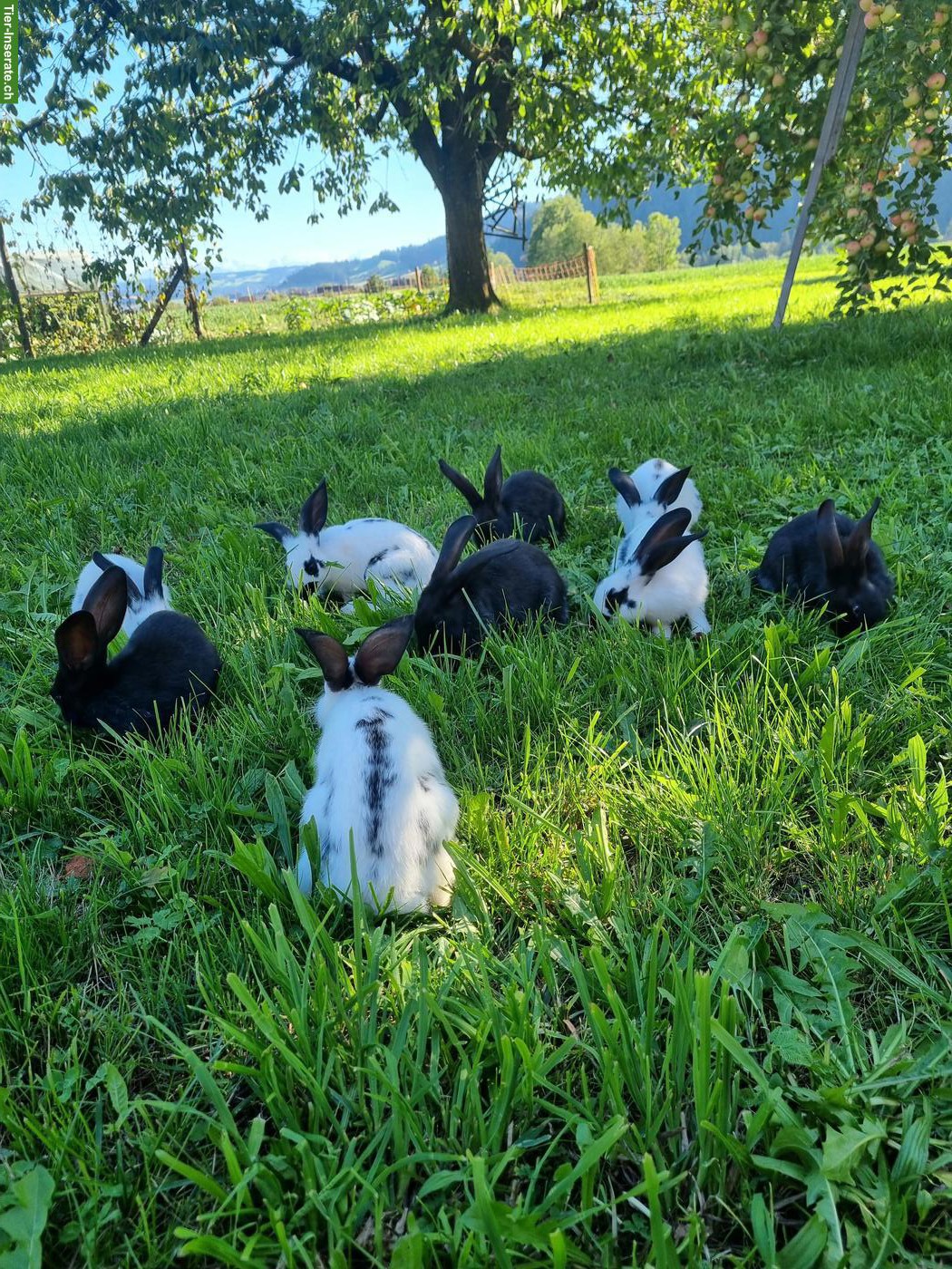 Bild 2: Handzahme junge Kaninchen 🐰