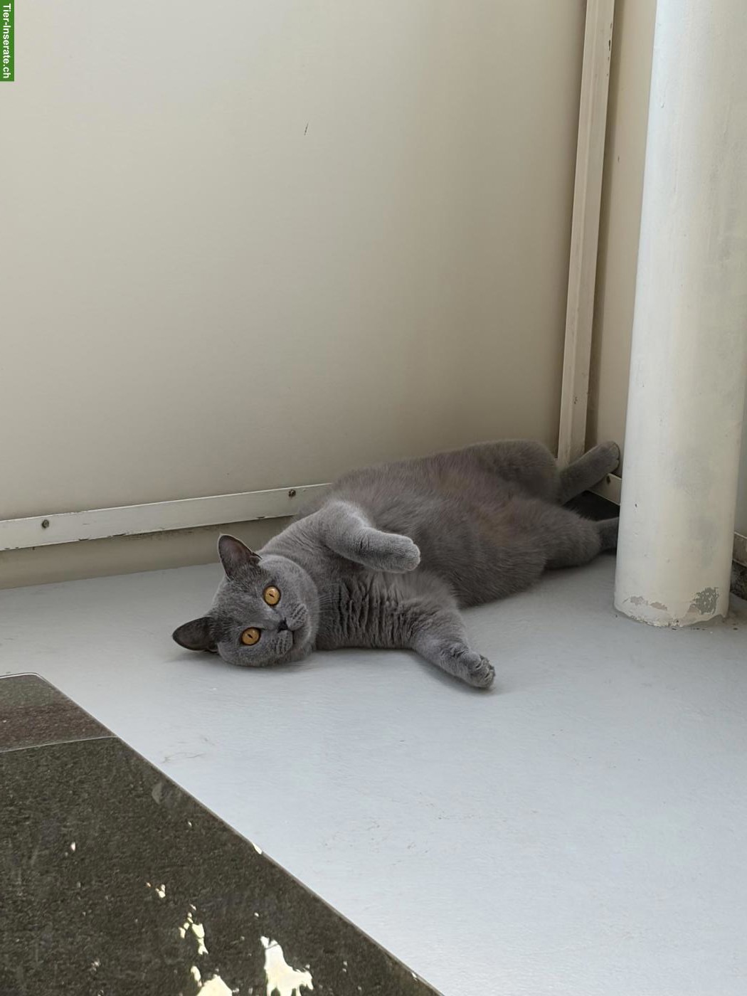 Liebevolle Britisch Kurzhaar Katze sucht ein Für-immer-Zuhause