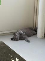 Liebevolle Britisch Kurzhaar Katze sucht ein Für-immer-Zuhause