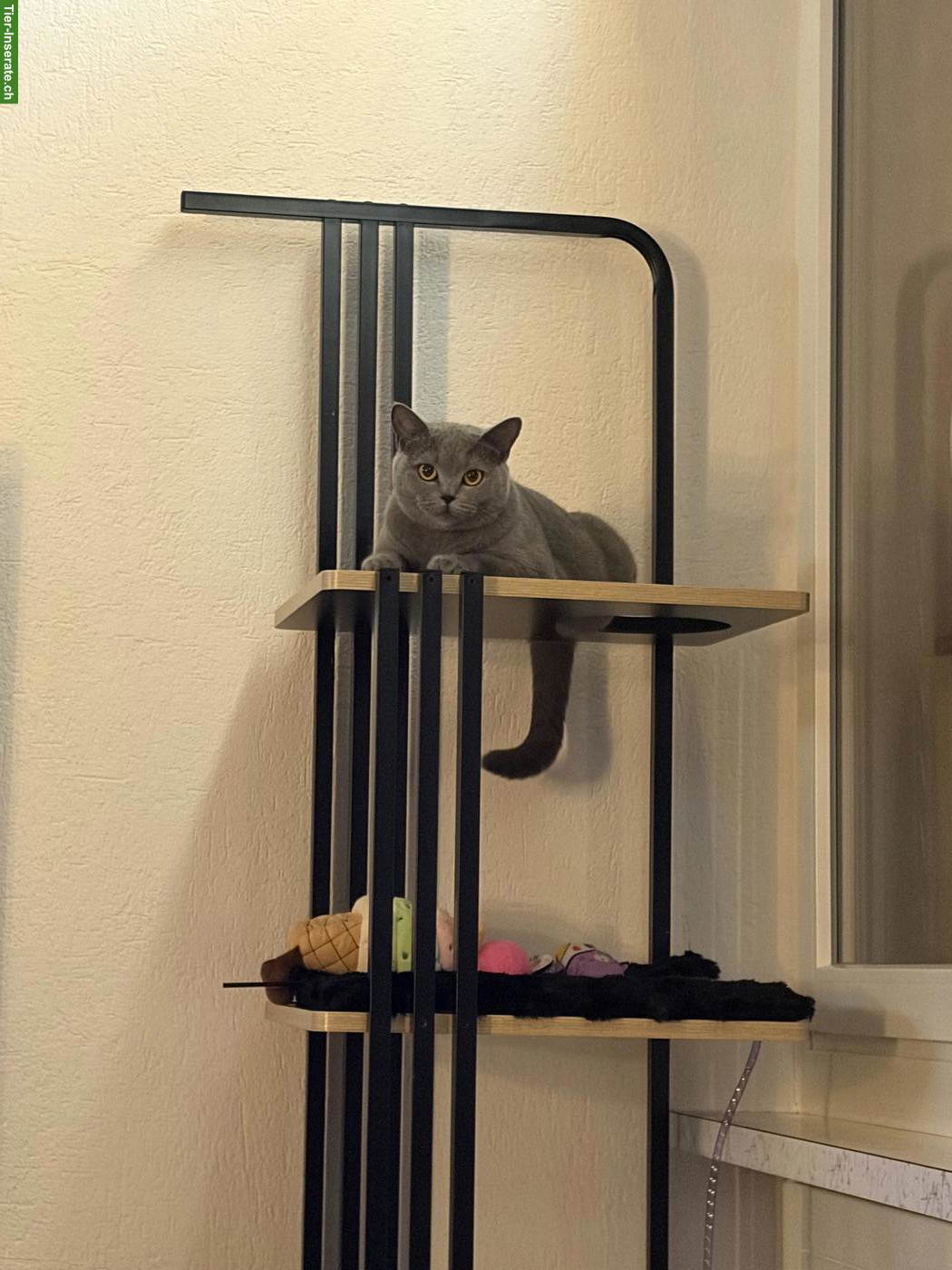 Bild 2: Liebevolle Britisch Kurzhaar Katze sucht ein Für-immer-Zuhause