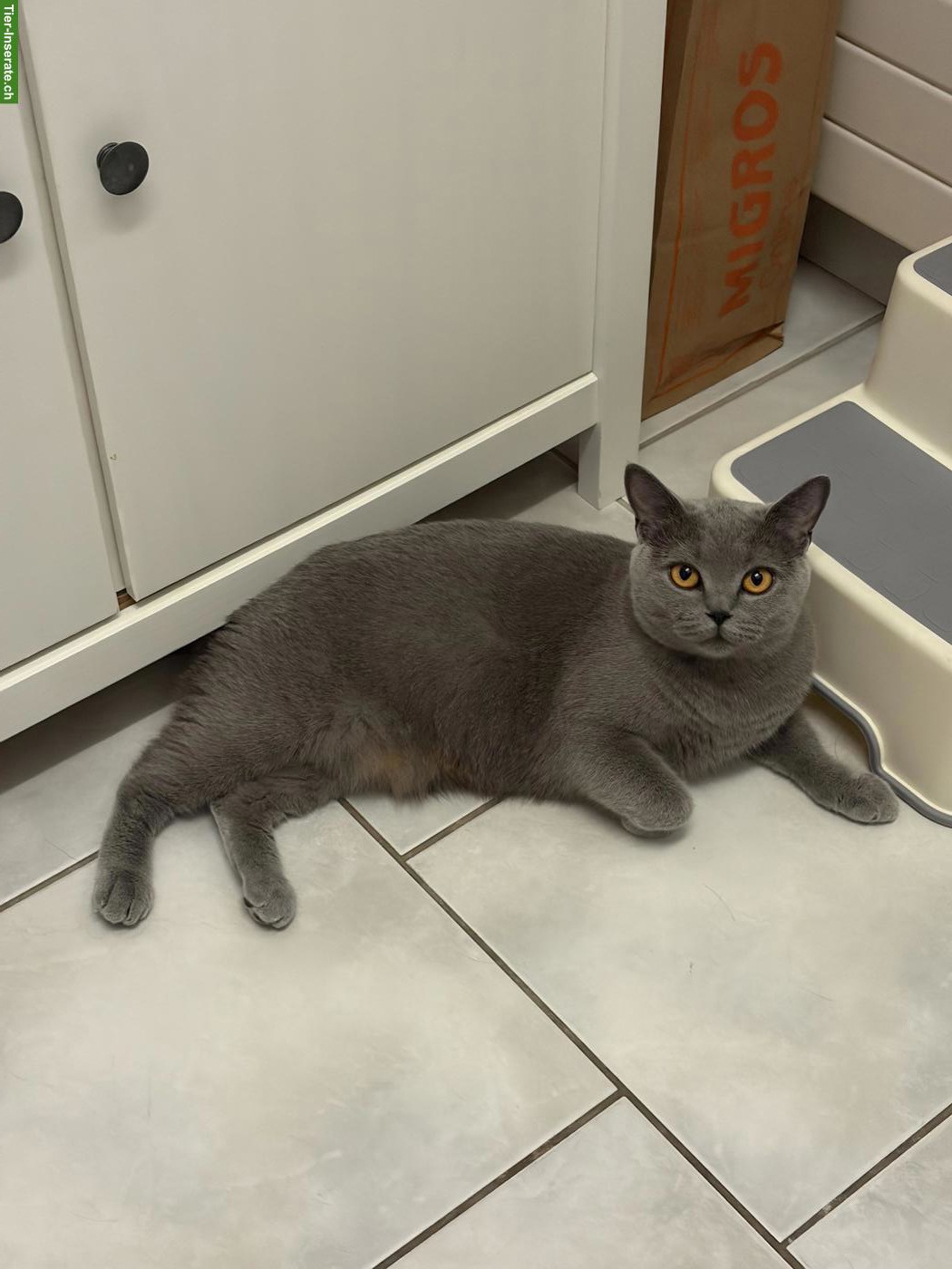 Bild 3: Liebevolle Britisch Kurzhaar Katze sucht ein Für-immer-Zuhause