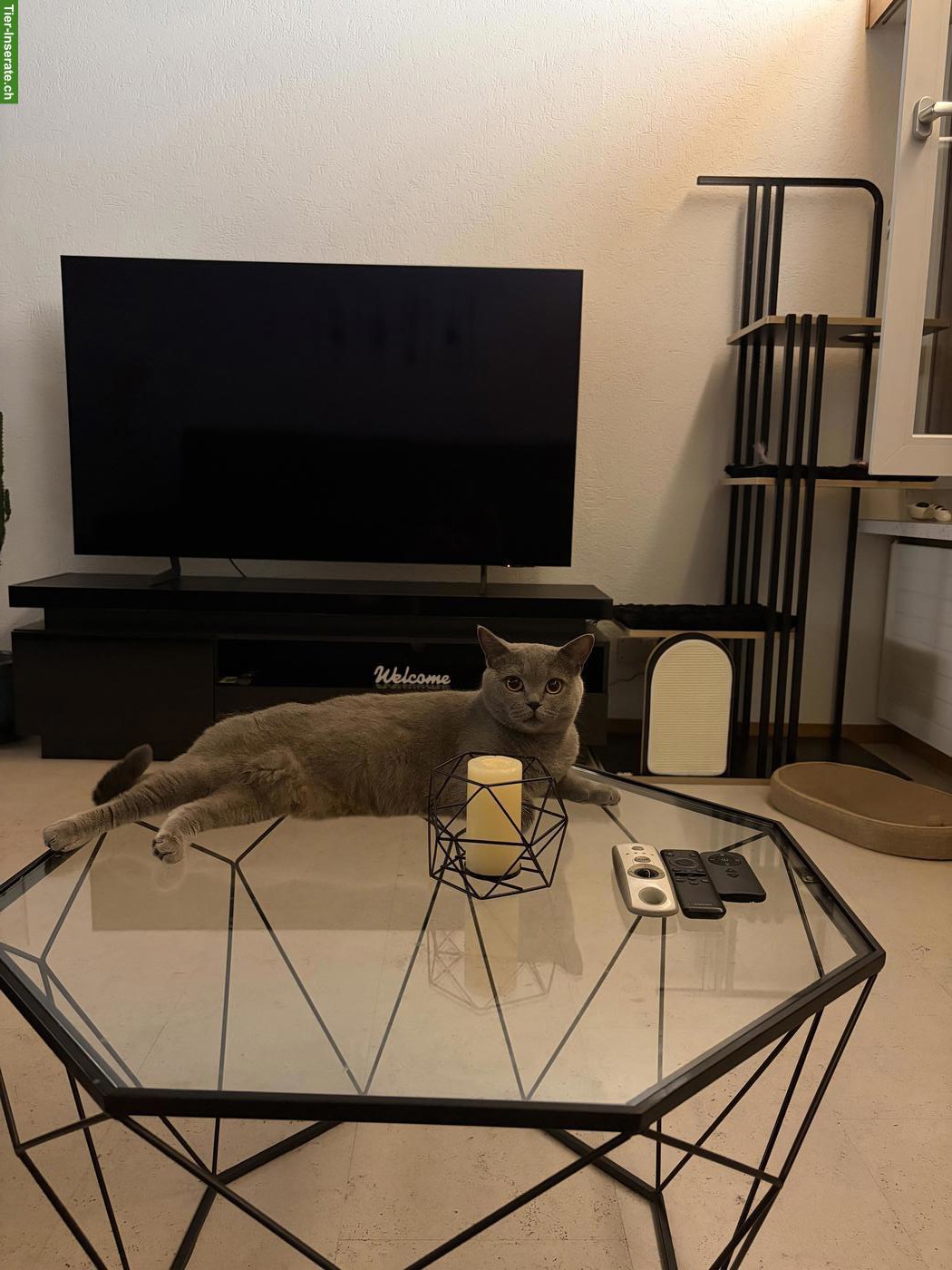 Bild 4: Liebevolle Britisch Kurzhaar Katze sucht ein Für-immer-Zuhause