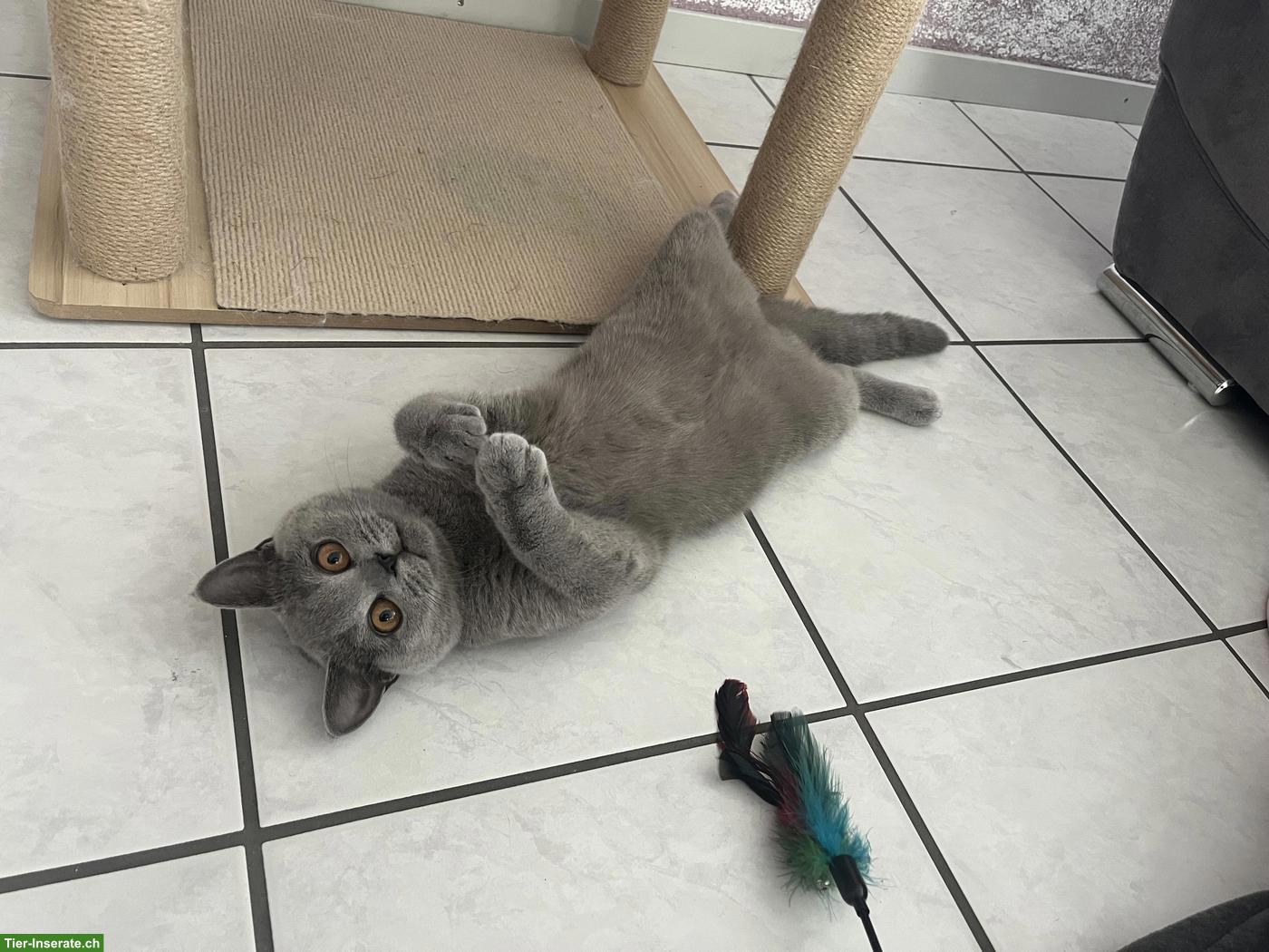 Bild 5: Liebevolle Britisch Kurzhaar Katze sucht ein Für-immer-Zuhause