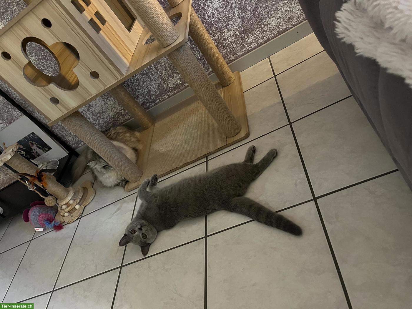 Bild 6: Liebevolle Britisch Kurzhaar Katze sucht ein Für-immer-Zuhause