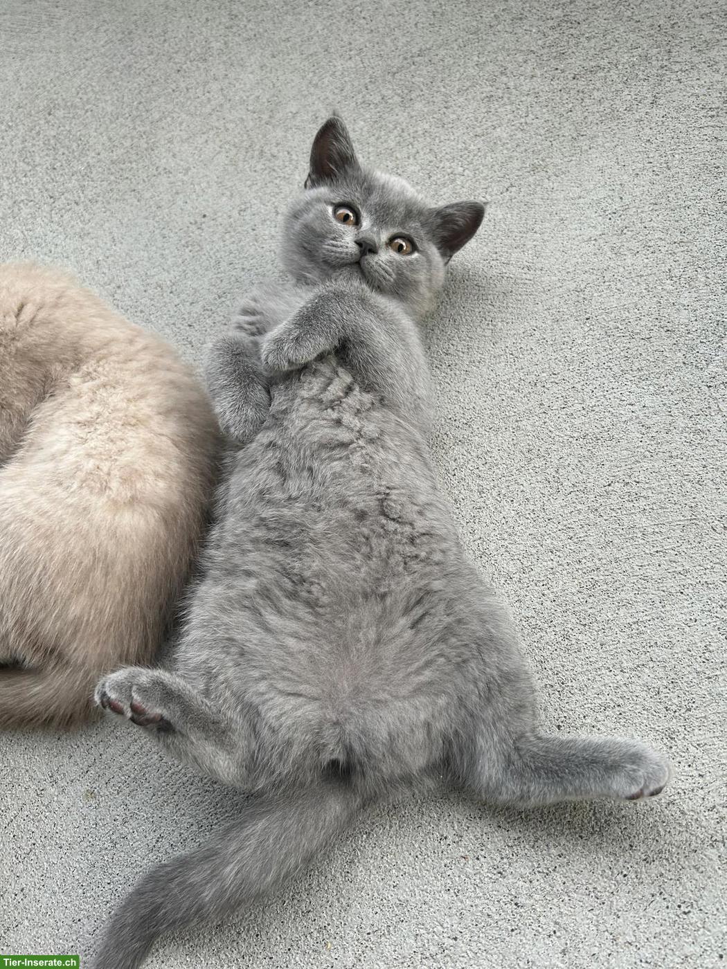 Bild 7: Liebevolle Britisch Kurzhaar Katze sucht ein Für-immer-Zuhause