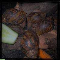 Archachatina marginata ovum aus Hobbyzucht