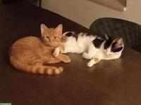 2 junge Kätzchen suchen geduldiges Zuhause