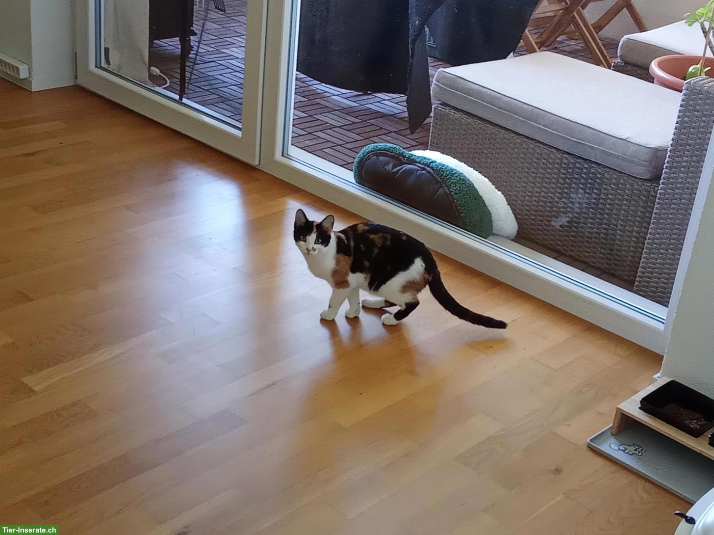 Bild 3: 2 junge Kätzchen suchen geduldiges Zuhause